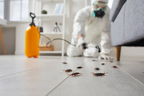 Commercial Rodent Management in Brownsville
